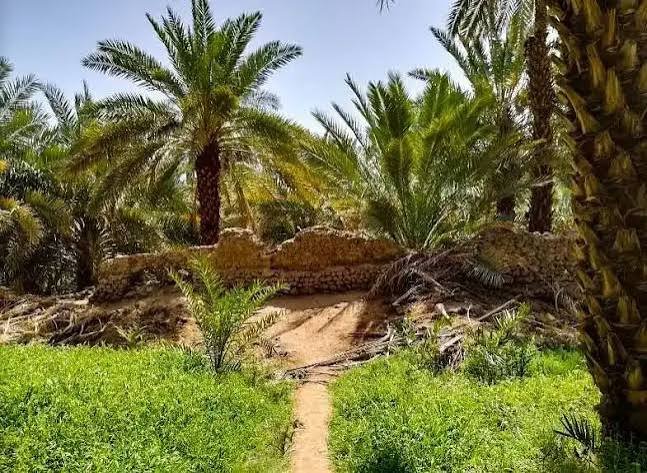 Garden of Salman Farsi, Madinah